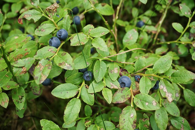 Blueberry plants in Latvia
