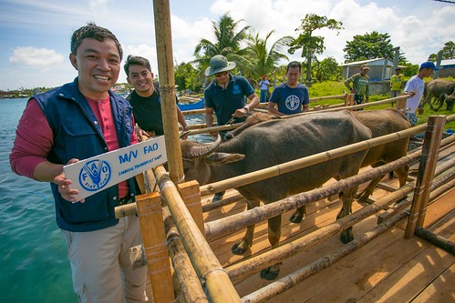 Receiving much-needed livestock support after Typhoon Haiyan - Philippines