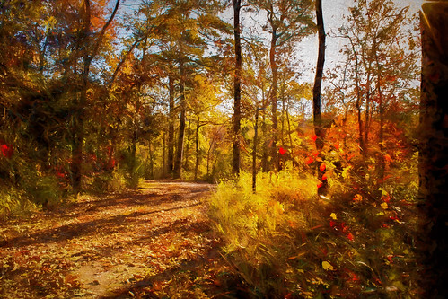 autumn trees light painterly fall oklahoma colors landscape outdoors ok topaz robberscavestatepark travelok