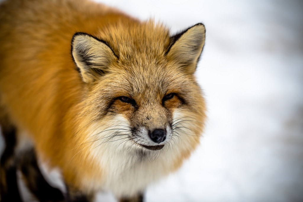 A Wise Fox