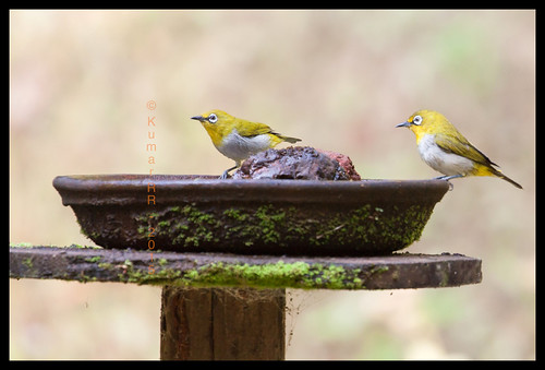 birds is ii usm eos50d ef100400mm f4556l canonef100400mmf4556lisiiusm ef100400mmf4556lisiiusm ganeshgudi2015 dandeli2015 ganeshgudi2015day2