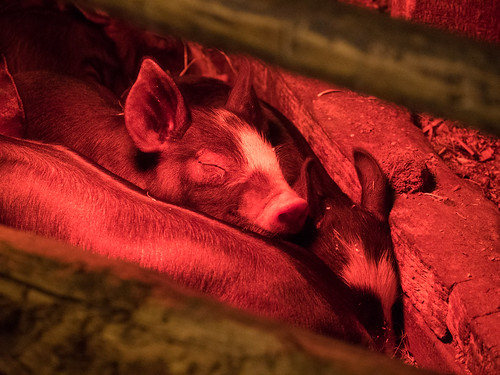 barn piglets rossfarmmuseum novascotia