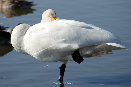 sleep sleeping sleepy swan water waterside bird birds swans nature natural white canon eos 70d 白鳥 宮城県 伊豆沼 内沼