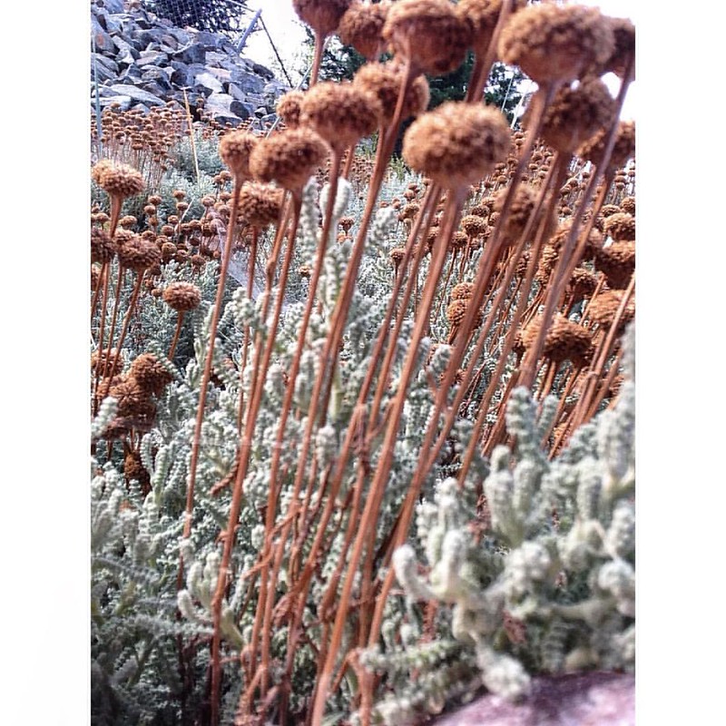 "Micro Magic Forest" #iphonegraphy #flora #landscaping #landscapingdesign #driedflowers #dry #arizona #prescottvalley #paulewing #zvuchno #microcosmos #microcosm #microcosmos #plant #plants #unknown