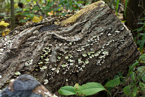 log fungus