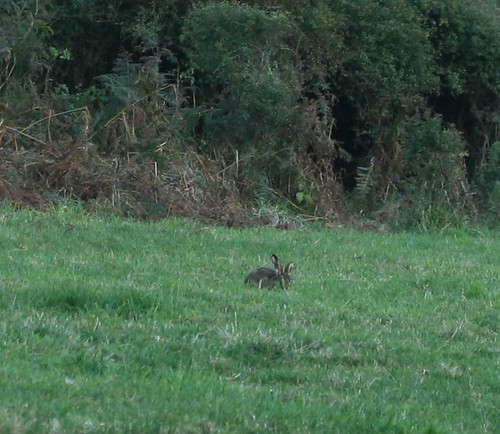 Hare!