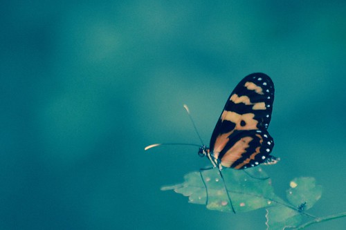 naturaleza nature butterfly photography photo foto camilo mariposa andrés fotografía cundinamarca suárez pandi kamian