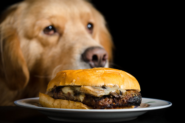 Dog and Burger