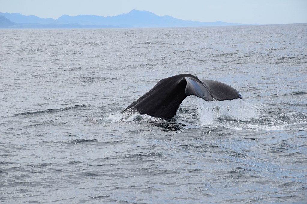 凯库拉观鲸-鲸鱼潜入倒八字 (1280x853)