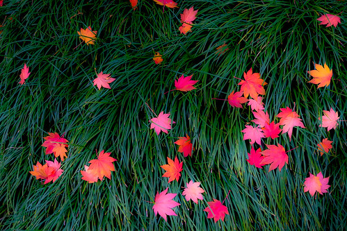 Autumn Color 13
