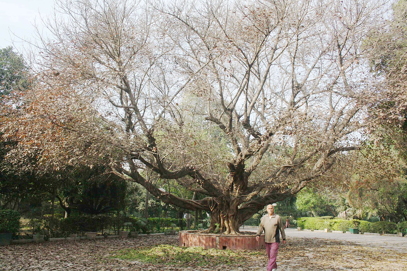 City Nature - The Majestic Pilkhan Tree, Deer Park