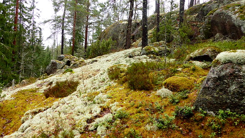 Lichen rich slope forest (Nuuksio national park, Ollila, Vihti, 20151115)
