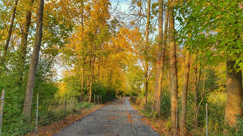 nature beauty autumn autumncolors fall fallcolors 2016 october october2016 vibrant snapseed hdr orange green yellow brown trees trail naturetrail