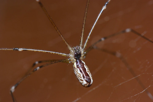 arthropoda campomaior arachnida araneae pholcidae holocnemuspluchei