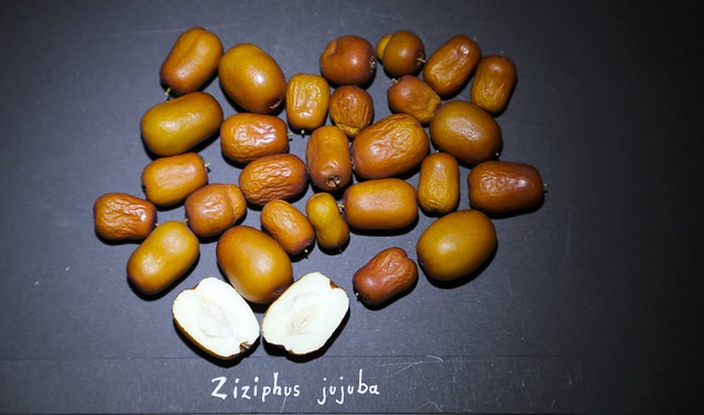 Ziziphus zizyphus