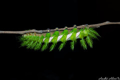 Lagarta / Caterpillar (Automeris sp.)