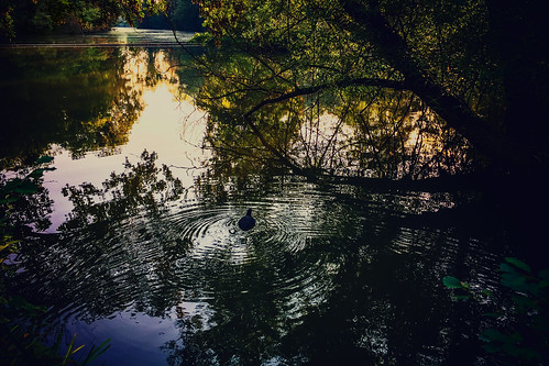 ludwigsburg germany deutschland europe apple iphone iphone6 cameraphone dawn morning park monrepos lake water sunrise bird duck animal reflection
