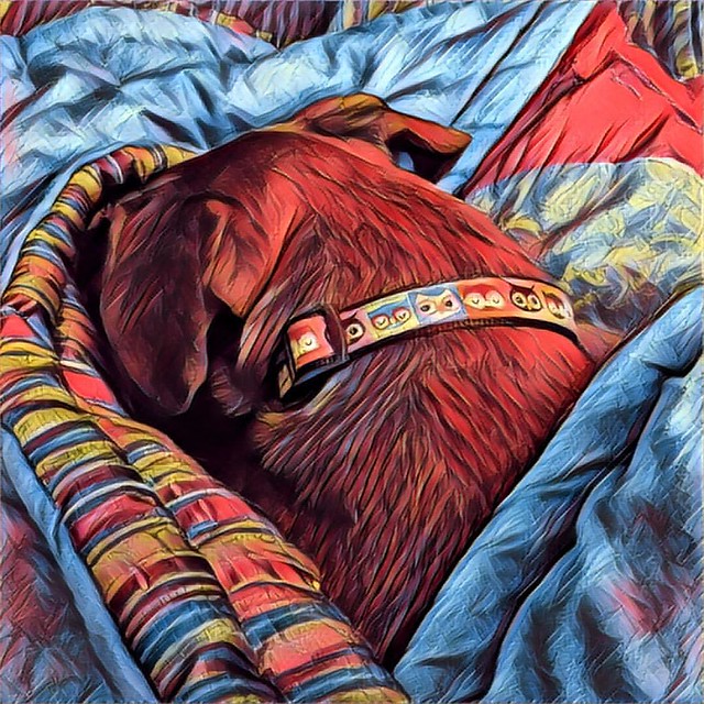 All Tucked Up #dogs #boxerdog #bedtime #prisma