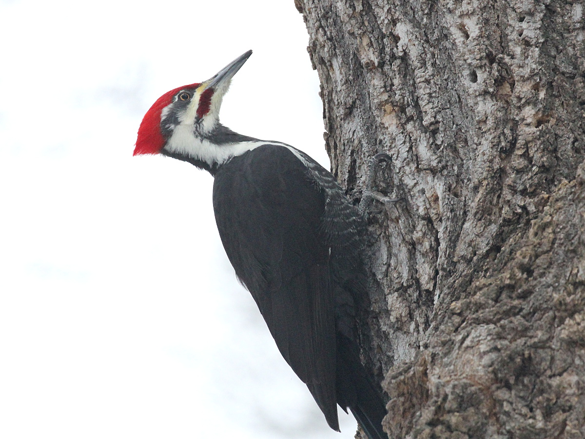 Photograph titled 'Pileated Woodpecker'