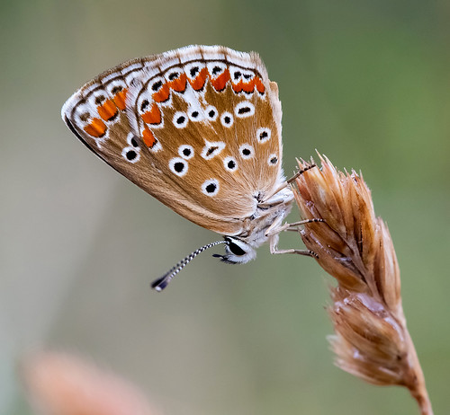 butterfly albania lycaenidae aricia agestis korçë drenovë