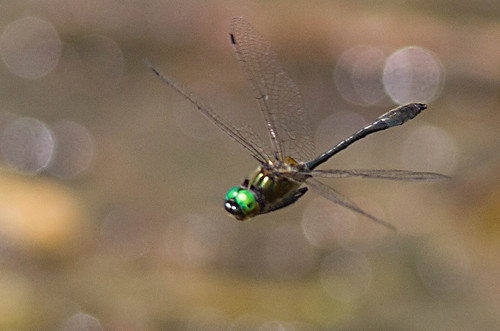 insect ode dragonfly michigan odonata dorocordulialibera rackettailedemerald