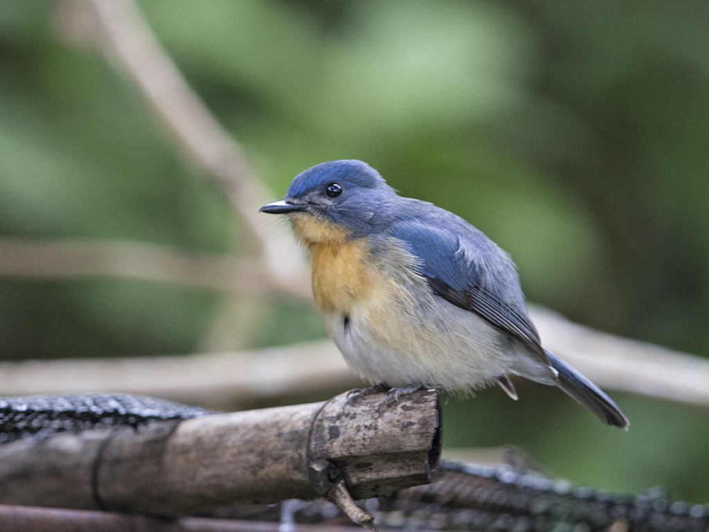 Tickell's Blue Flycatcher    Sri Lanka