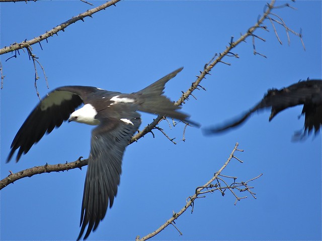 Swallow-tailed Kite in Champaign, IL 04