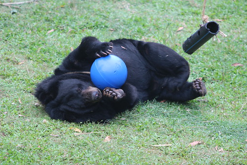 Bubu plays with a new ball (1)
