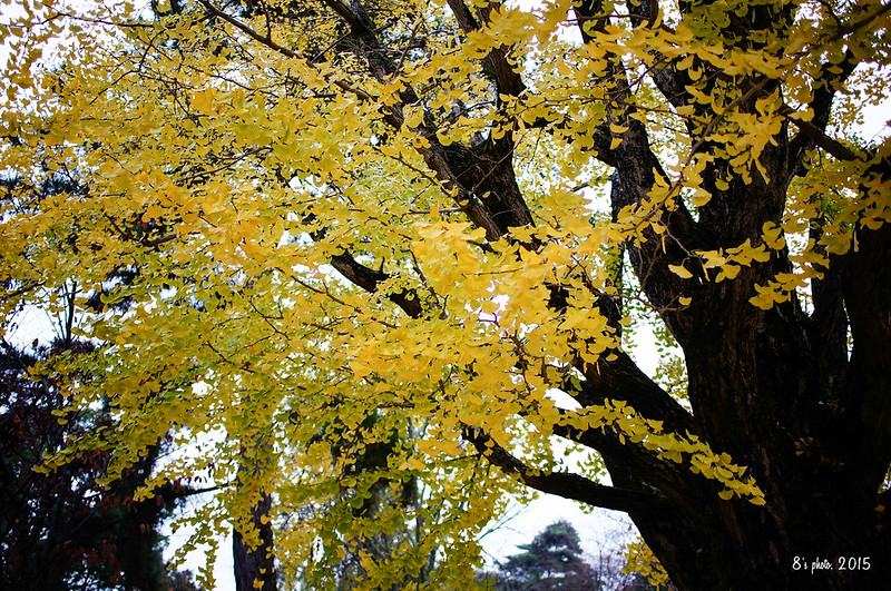 奈良公園之銀杏