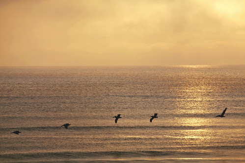 ocean sea sky usa sun seascape beach pelicans birds sunrise sand waves florida five flight atlantic formation sequence flagler waterscape lisaridings fantommst