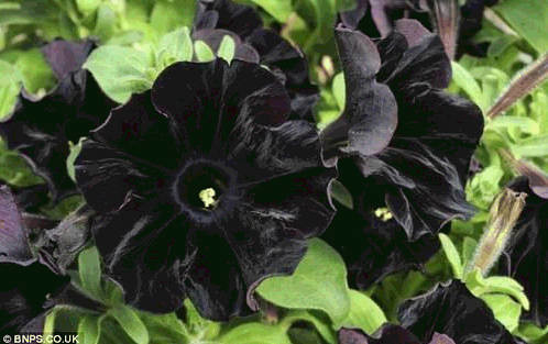 黑紫花18