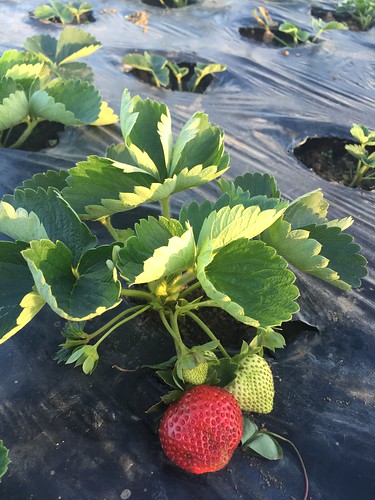 strawberry farm baguio 089