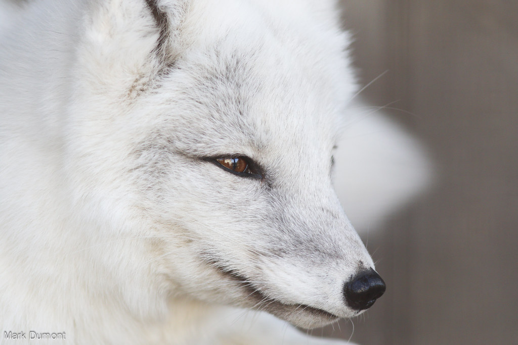 columbus Zoo - Arctic Fox