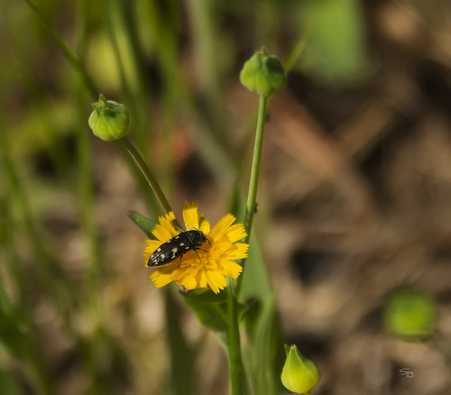 mississippi spring16 insects beetles metallicwoodboringbuprestidae flickr coffeeville unitedstates