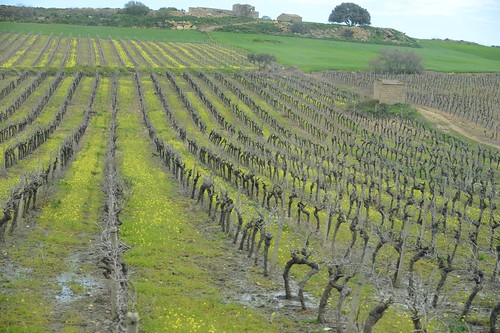 italy landscape europe wine sicily mazaradelvallo ajello