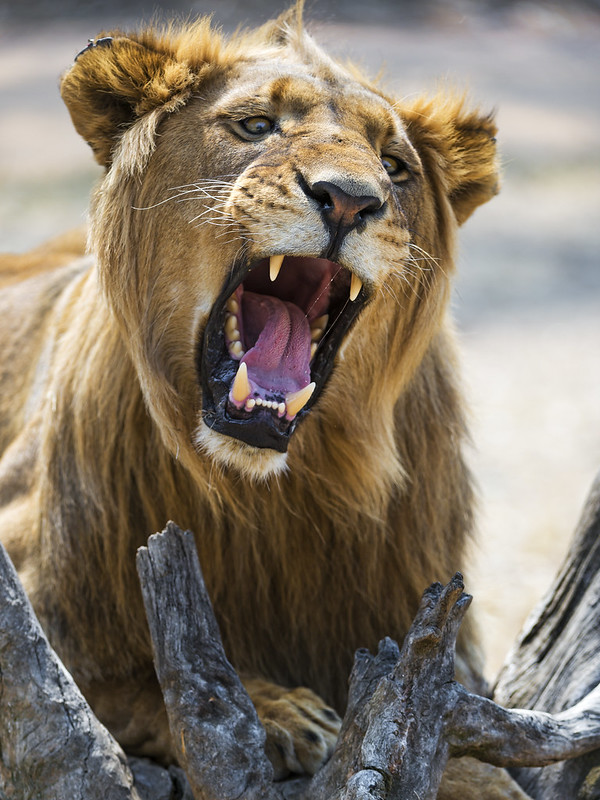 Young lion with big open mouth
