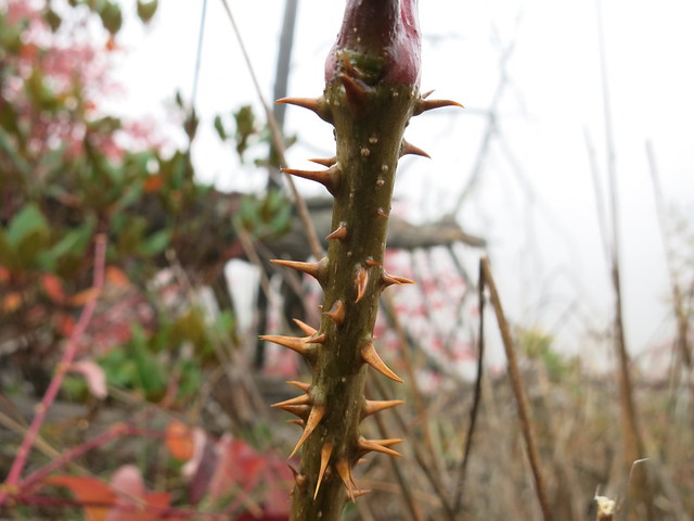 Aralia spinosa (devil's walking stick) Linville Gorge