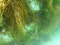 Lots of marine growth on the barrier
