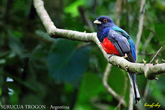 (Species# 848b) SURUCUA TROGON - [ Iguazu, Argentina ]