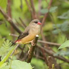 strawberry finch (female)
