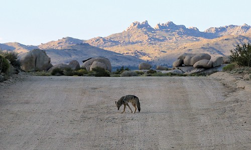 photosbymch landscape wildlife coyote midhills desert mountains mojavenationalpreserve mojavedesert california usa canon 5dmkiii 2016 outdoors bigsagebrushscrub