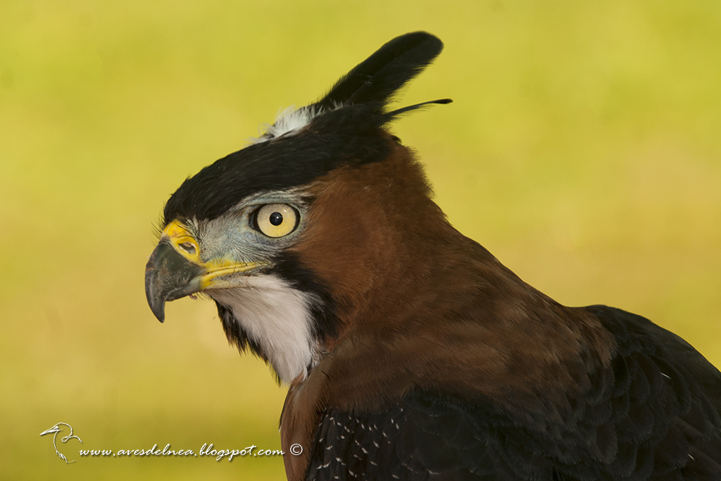 Águila crestuda real (Ornate hawk-Eagle) Spizaetus ornatus