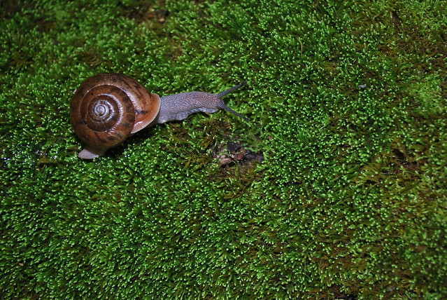 Snail creeps along the moss