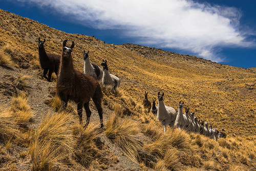 geotagged bolivia llamas cordillerareal