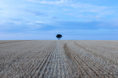summer france tree field night landscape countryside outdoor champs mini lonely agriculture été paysage fr campagne nuit arbre minimaliste champagneardenne sompuis