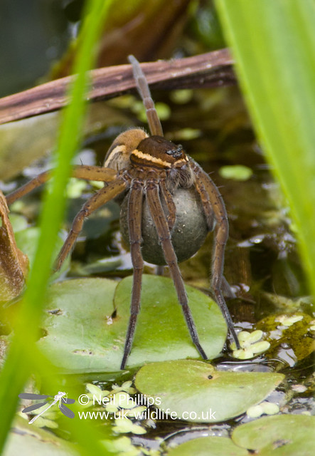 female fen raft spider with egg coccoon 2