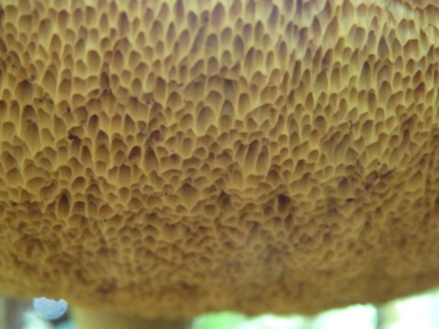 mushroom polypore Linville Gorge