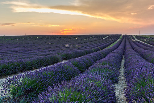 travel sunset summer sky sun france europe violet lavender fields provence fr francia lavandula valensole provencealpescôtedazur