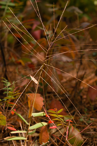 native poaceae monocots gymnopogonbrevifolius pinelandbeardgrass pinelandskeletongrass