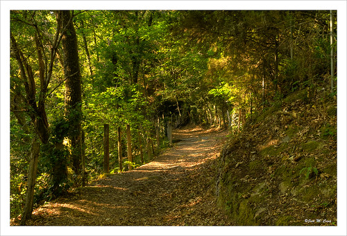 españa tree landscape spain camino paisaje galicia monastery bosque árbol monasterio pathway sendero rocas ourense nikond5100